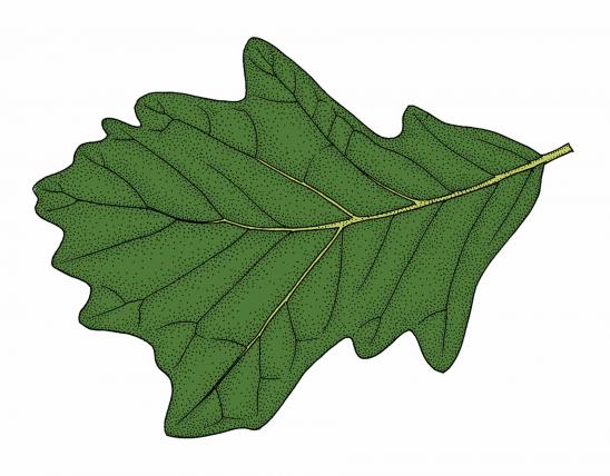 Illustration of swamp white oak leaf.