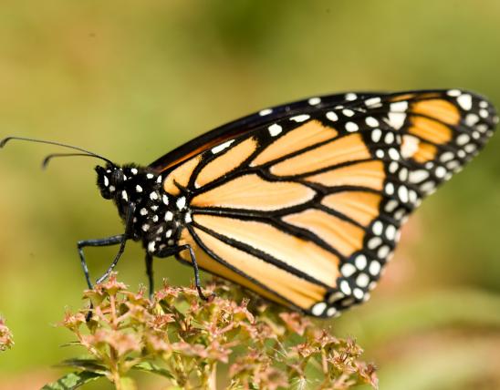 Image of a monarch