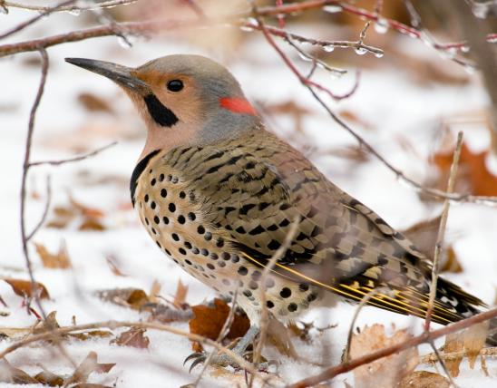 Image of a northern flicker