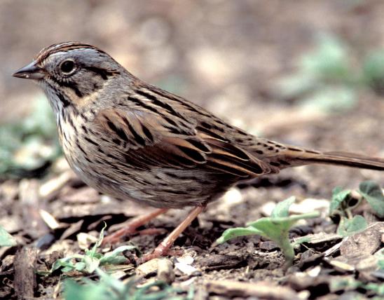 Image of lincoln's sparrow