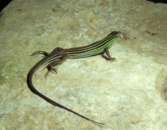 Image of a six-lined racerunner lizard