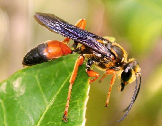 Image of a great golden digger wasp.