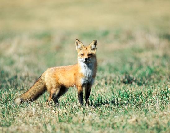  photo of a red fox