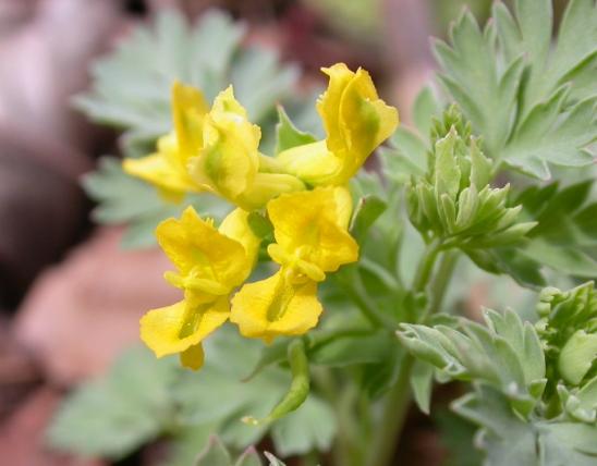 Photo of pale corydalis leaves and yellow flowers
