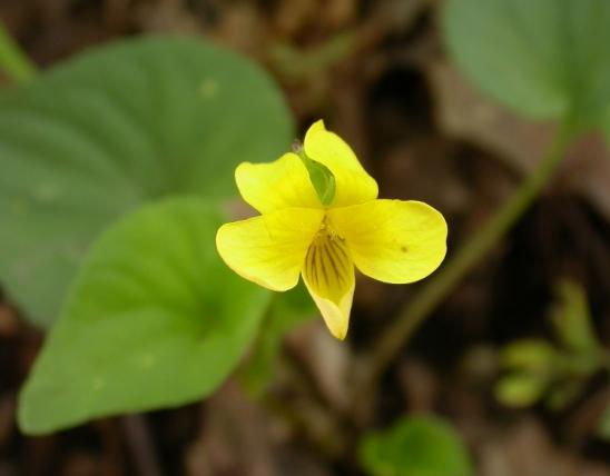 Photo of yellow violet plant with flower