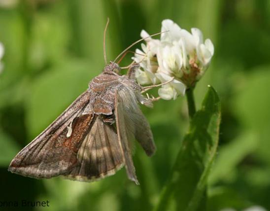 Photo of a Celery Looper taking nectar from a flower