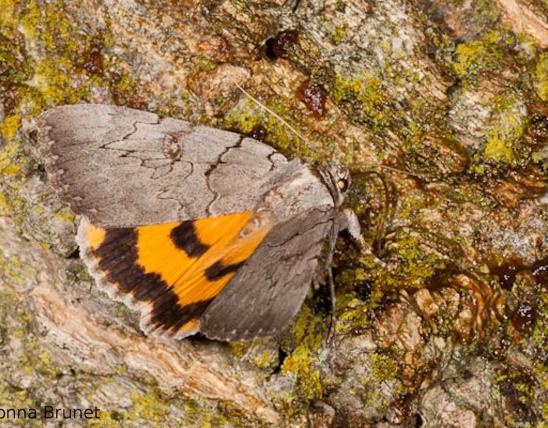 Photo of a magdalen underwing moth