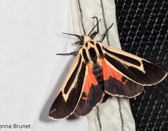 Photo of a Banded Tiger Moth