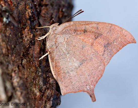 Goatweed leafwing perched on a tree trunk with wings closed