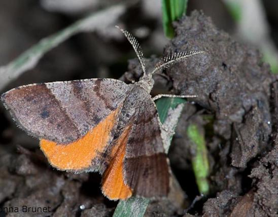 Photo of an Orange Wing moth