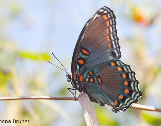 Photo of a Red-Spotted Purple with wings closed, showing ventral side of wings