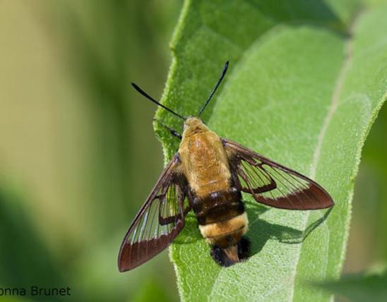 Photo of a Snowberry Clearwing