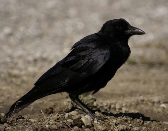 Photograph of American Crow