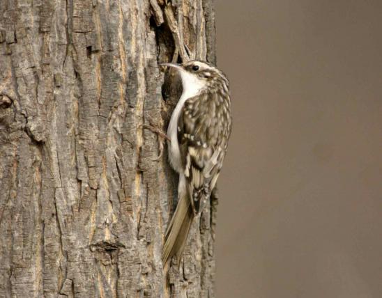 Photograph of a Brown Creeper