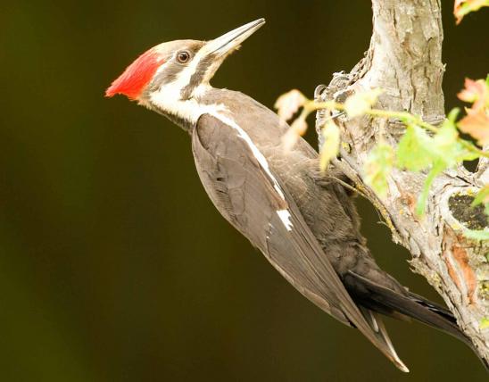 Photograph of a pileated woodpecker, side view