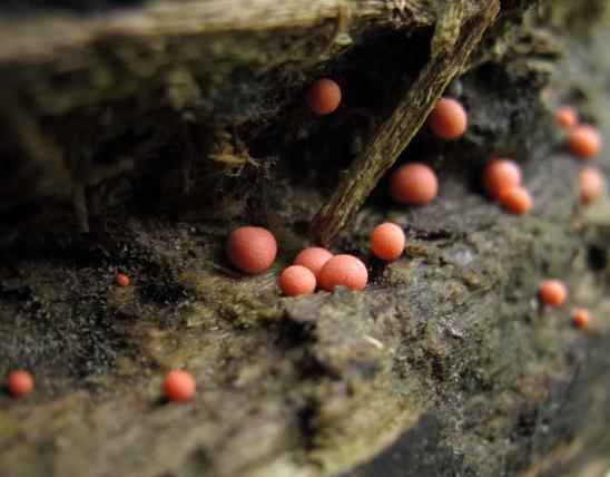 Photo of wolf's-milk slime, a small pinkish rounded slime mold