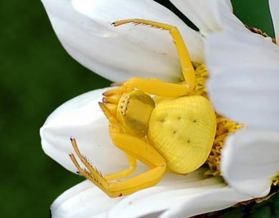 Photo of a whitebanded crab spider, yellow individual, on ox-eye daisy flower