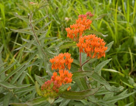 Photo of butterfly weed plant with flowers