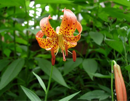 Photo of Michigan lily, or Turk’s cap lily, closeup of flower