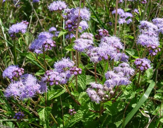 Photo of mist flower or wild ageratum plants with flowers