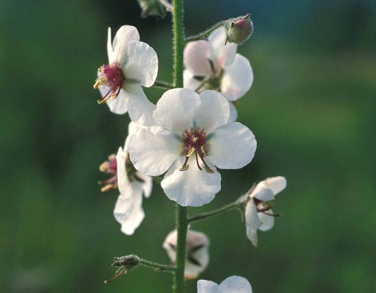 Photo of moth mullein flowers