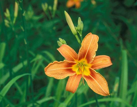 Photo of orange day lily flower