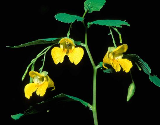 Photo of pale touch-me-not or jewelweed flowers.
