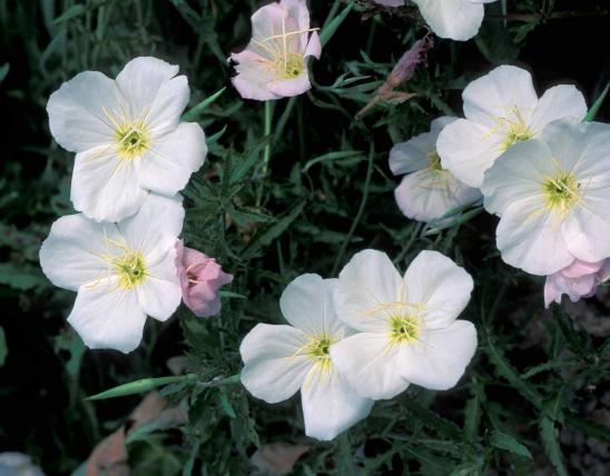 Photo of showy evening primrose plant with flowers