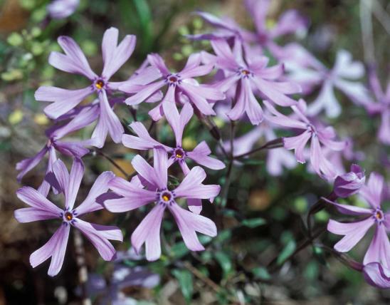 Photo of sand phlox several flowers showing cleft petal lobes