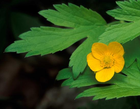 Photo of hispid buttercup plant with flower