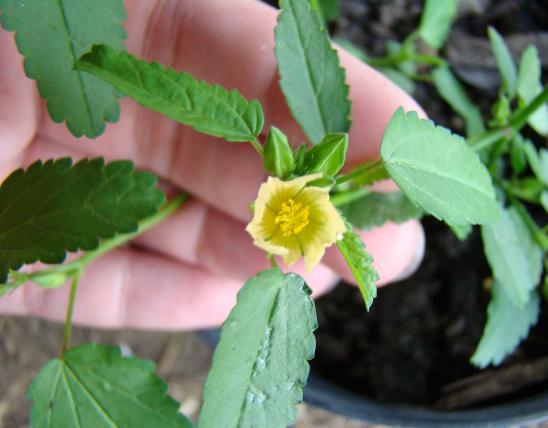 Photo of a potted prickly sida plant showing a flower.