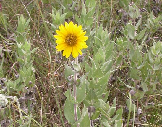 Photo of ashy sunflowers showing flowers, leaves, and stems.