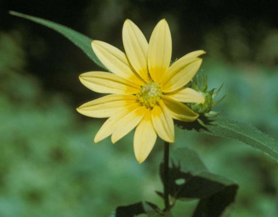 Photo of sawtooth sunflower flowerhead.