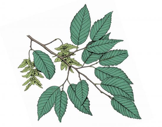 Illustration of American hornbeam leaves and fruits.