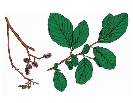 Illustration of common alder leaves, flowers, fruits.