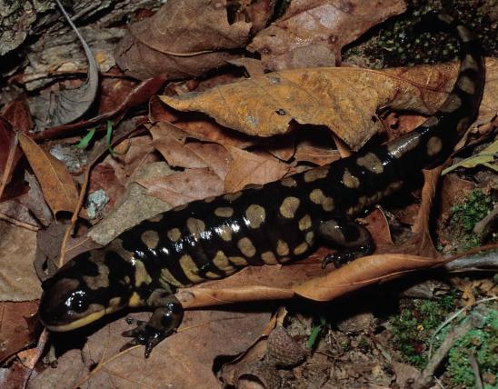 Photo of an eastern tiger salamander with yellow spots.