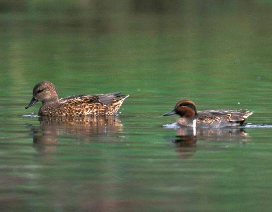 Photo of a green-winged teal pair floating on water.