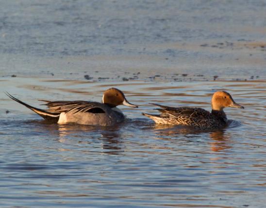 Photo of a northern pintail pair floating on water.