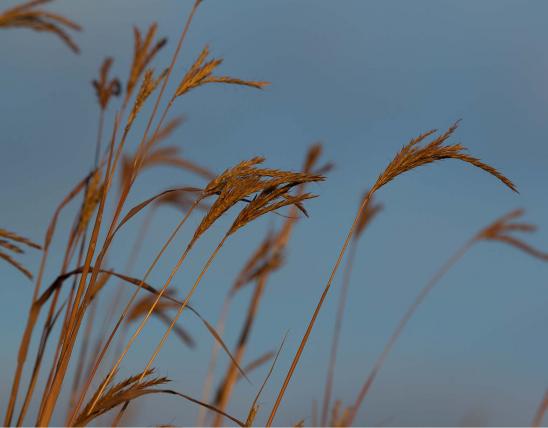 Photo of several big bluestem seed heads against a blue sky.