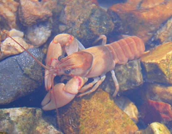 Photo of a golden crayfish viewed through the surface of creek water.