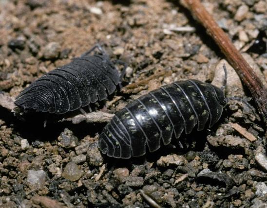 Photo of a sowbug (left) and pillbug (right).