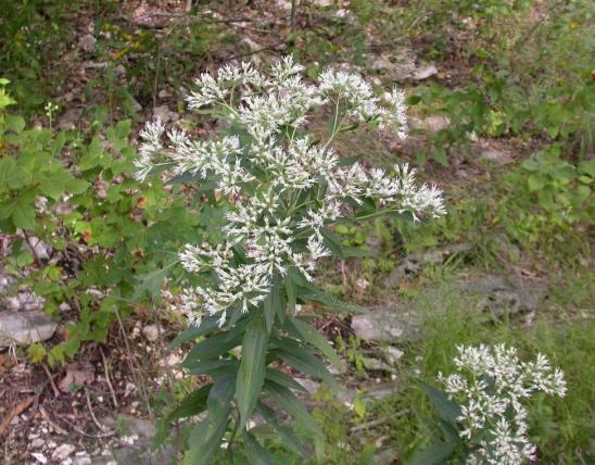 Photo of a tall thoroughwort plant in bloom.
