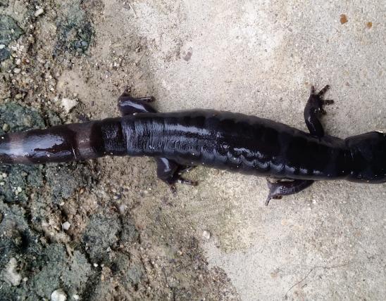 A black salamander with dark silver bands on its tail walks on a concrete pad.