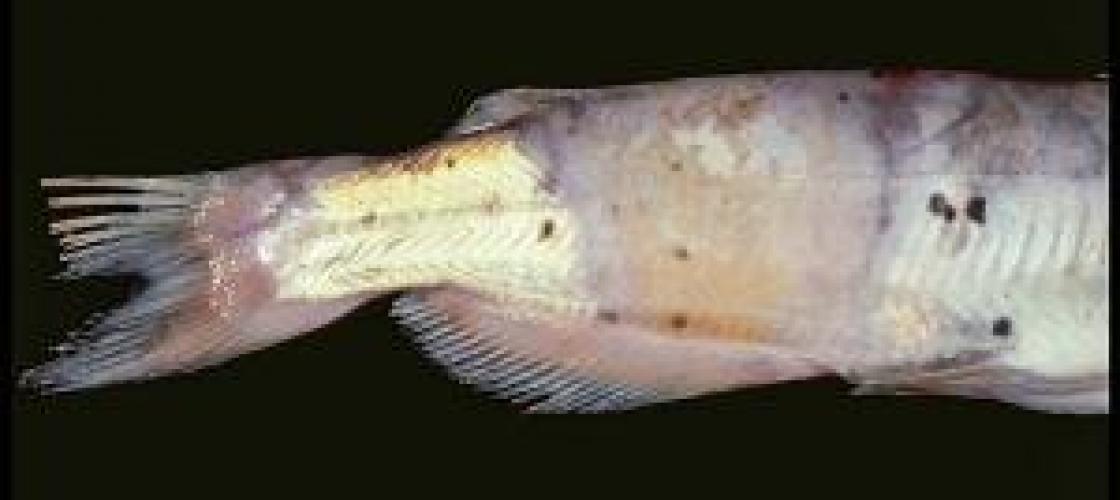 Fish with signs of columnaris