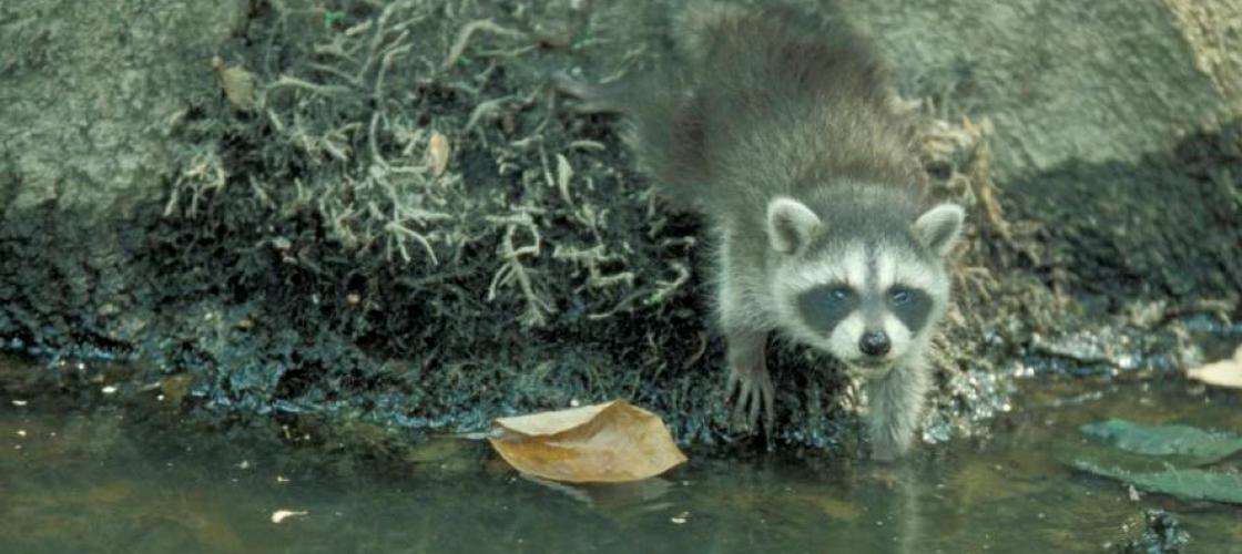 Racoon by water