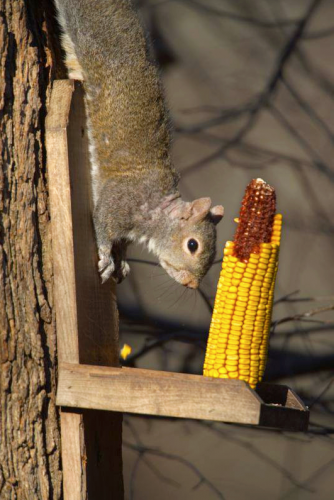 A gray squirrel climgs on a tree to eat corn at a bird feeder.