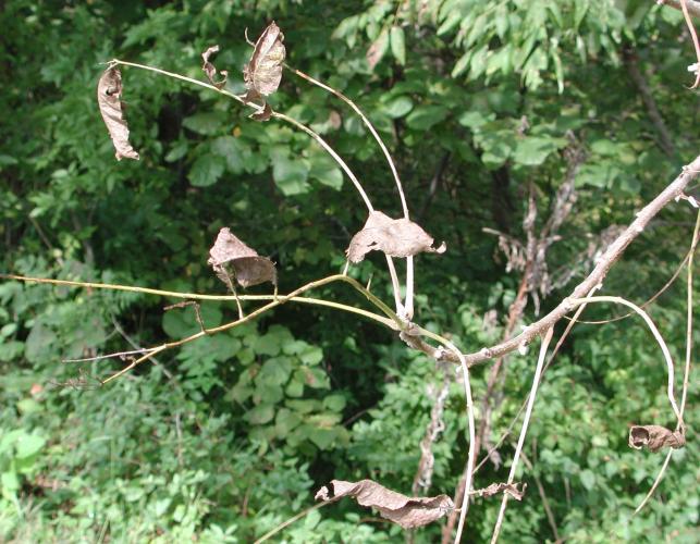 symptoms of walnut anthracnose include bare branches