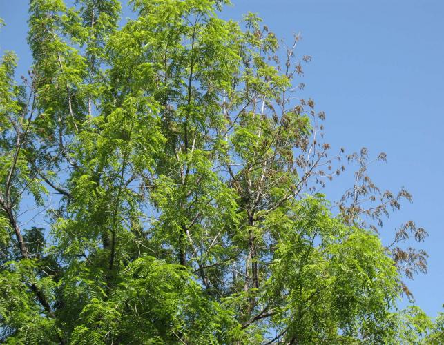 walnut tree showing mid-summer leaf wilt in crown