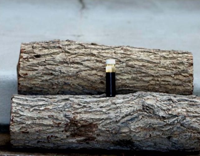 A vial of walnut twig beetles on a walnut log