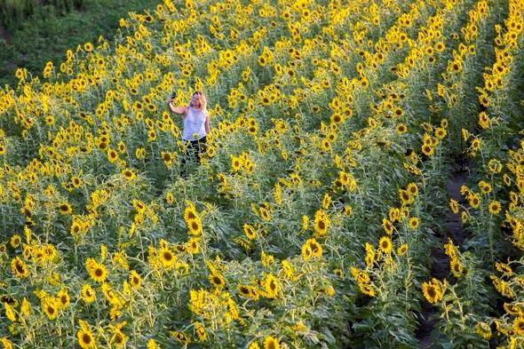Sunflowers at Columbia Bottom